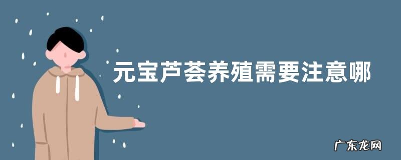 元宝芦荟养殖需要注意哪些问题