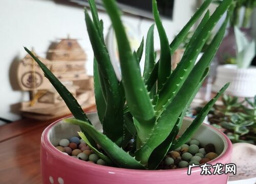 元宝芦荟养殖需要注意哪些问题