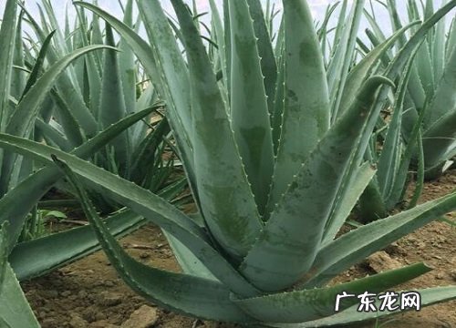 元宝芦荟养殖需要注意哪些问题