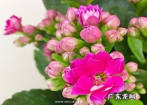 如何修剪开败的长寿花