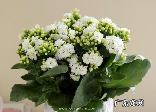 如何修剪开败的长寿花