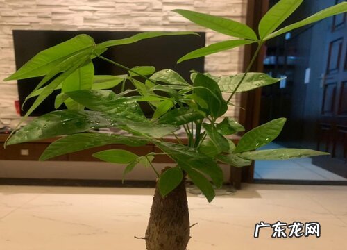 发财树学会这几个养护技巧根不烂叶不黄