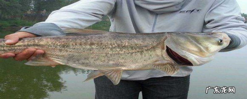 钓鲢鱼用什么饵料好?钓鲢鱼常用钓法有哪些