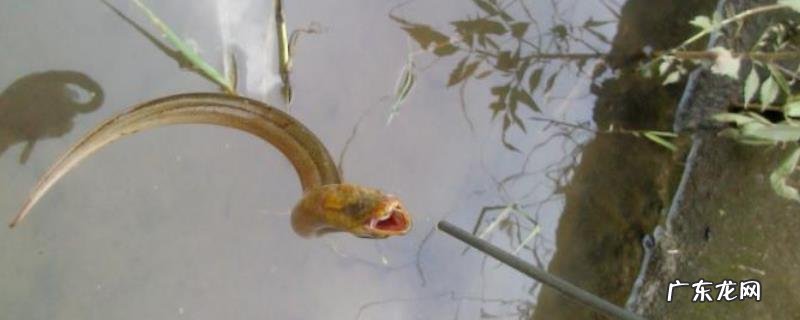 钓黄鳝用什么饵料?钓黄鳝的实用钓法有哪些