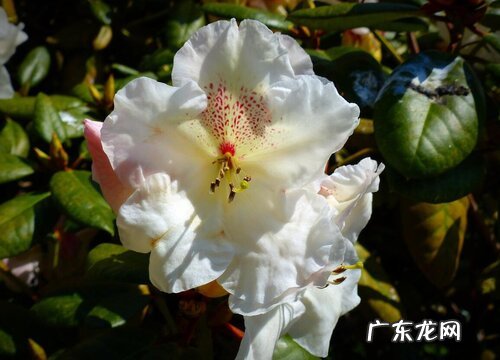 四季杜鹃学会这些养护技巧花开满盆