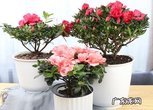 四季杜鹃学会这些养护技巧花开满盆