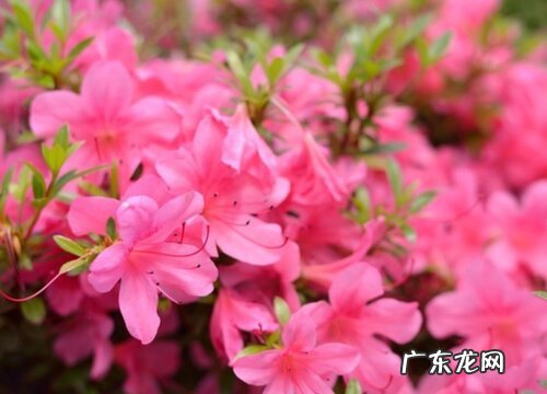 四季杜鹃学会这些养护技巧花开满盆