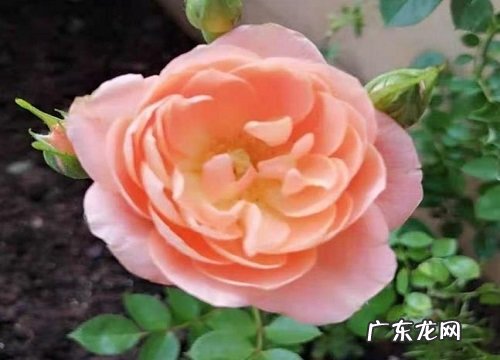 蔷薇开花吗 开花什么样子