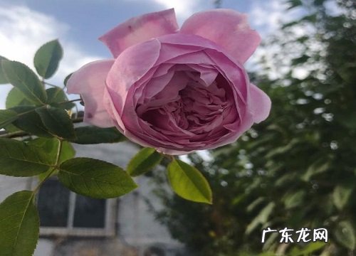 蔷薇开花吗 开花什么样子