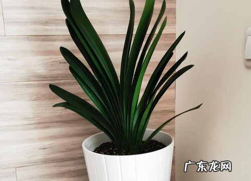 春季君子兰如何分盆分盆方法