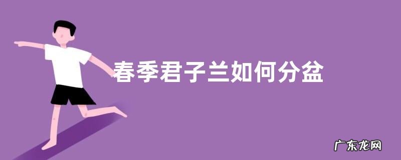 春季君子兰如何分盆分盆方法