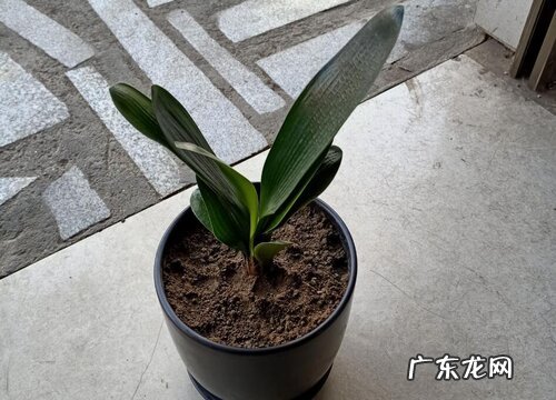 春季君子兰如何分盆分盆方法