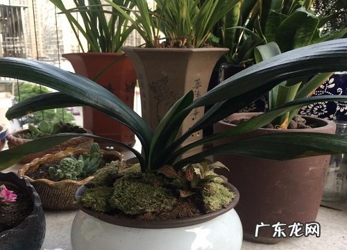 春季君子兰如何分盆分盆方法