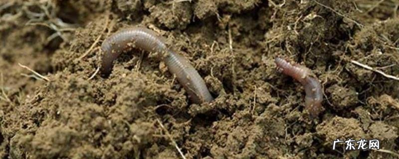 家养蚯蚓最简单的方法,日常怎样管理