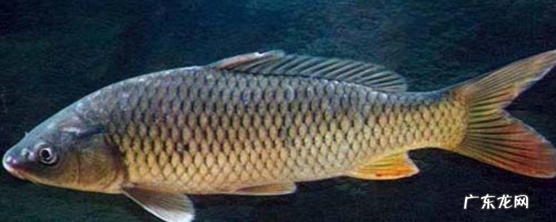 野钓鲤鱼打窝技巧及注意事项，附钓点选择