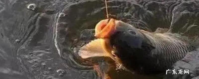 秋天钓鲤鱼最佳时间是什么时候?附其饵料选用