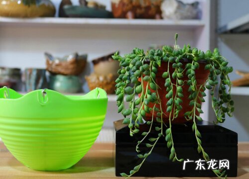 佛珠吊兰剪下的残枝扦插方法