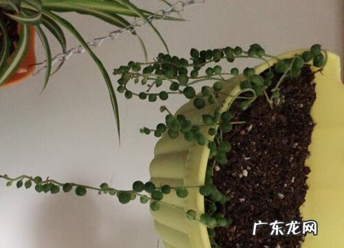 佛珠吊兰剪下的残枝扦插方法