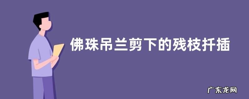 佛珠吊兰剪下的残枝扦插方法