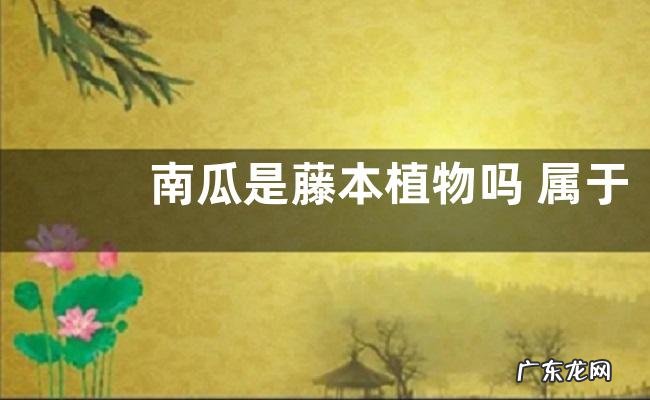 南瓜是藤本植物吗 属于什么科植物