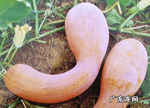 南瓜是藤本植物吗 属于什么科植物