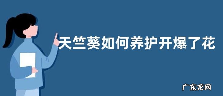 天竺葵如何养护开爆了花盆
