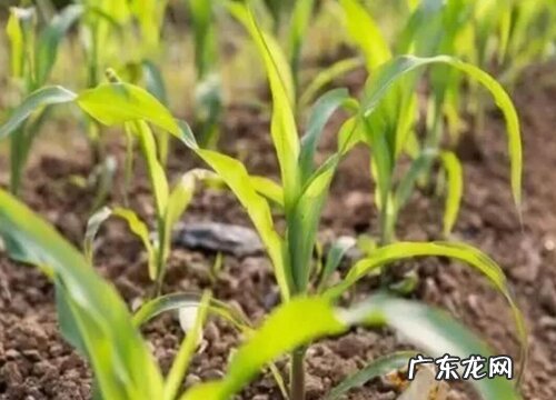 玉米什么时候播种最合适