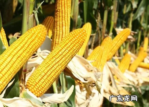 玉米什么时候播种最合适