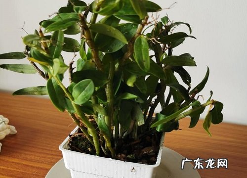 图片 什么石斛品种最好 有多少品种