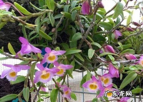 图片 什么石斛品种最好 有多少品种