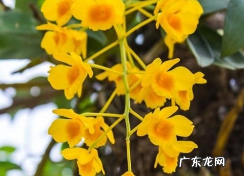 图片 什么石斛品种最好 有多少品种