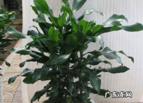 时来运转盆景的栽种方法