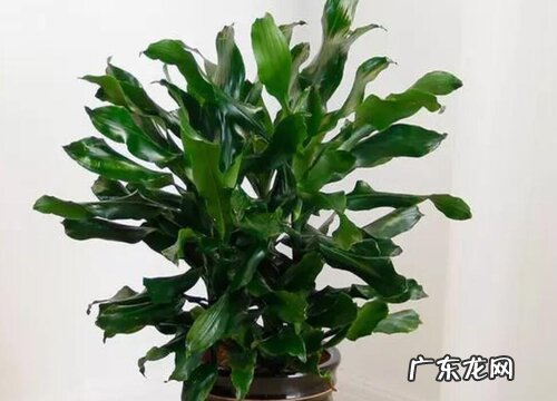 时来运转盆景的栽种方法