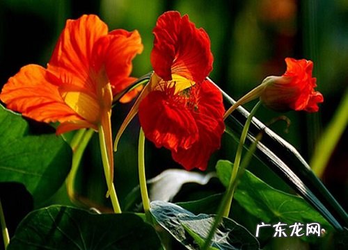 旱金莲是如何养护的养殖注意事项