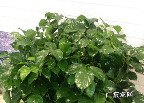 夏季幸福树叶子打卷的处理方法