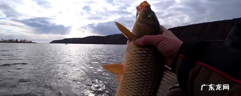 春天钓鲤鱼钓深还是钓浅?钓远还是钓近