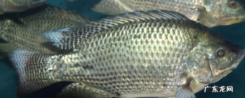 钓罗非鱼硬竿还是软竿好?附作钓工具