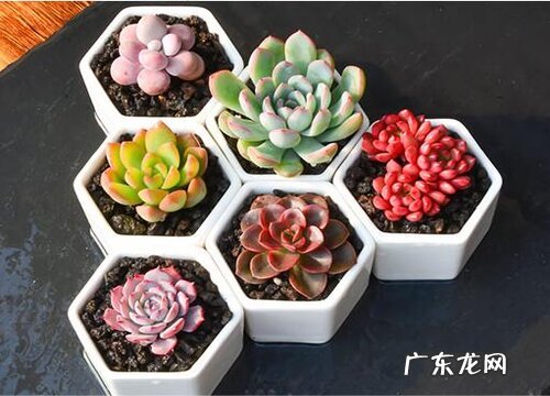 如何给多肉植物进行组盆