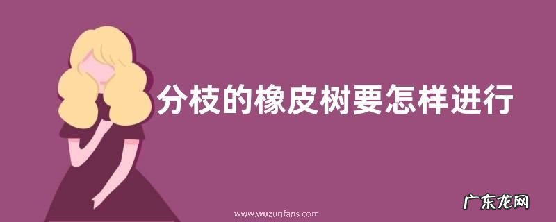 分枝的橡皮树要怎样进行处理