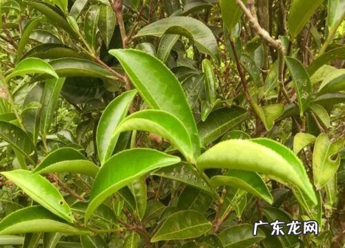 乌叶是什么树的叶子