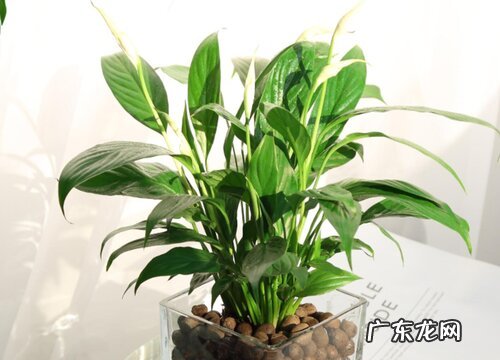 啤酒兑水可以浇一帆风顺吗