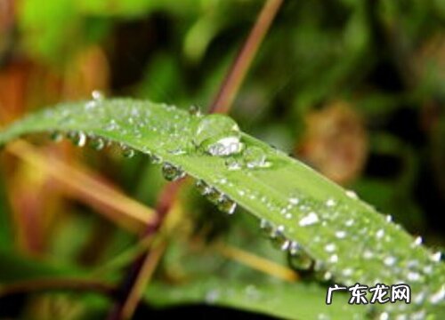 和高粱穗很像的植物