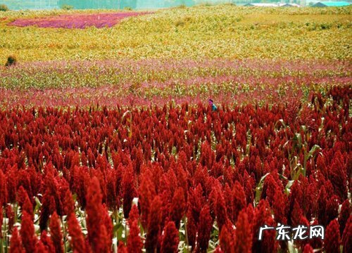 和高粱穗很像的植物