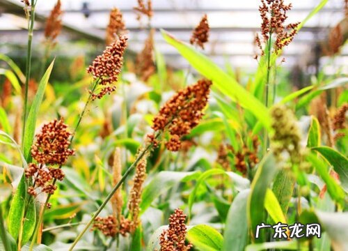 和高粱穗很像的植物