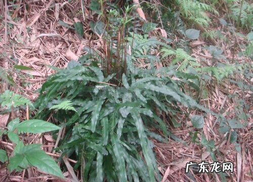 金鸡尾叶片发红的原因和解决方法