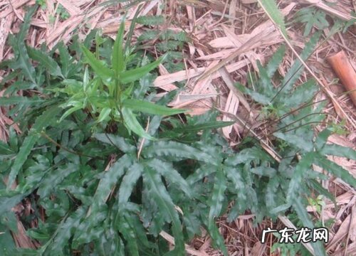 金鸡尾叶片发红的原因和解决方法