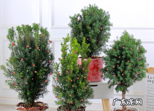 红豆杉枝条的修剪与扦插方法