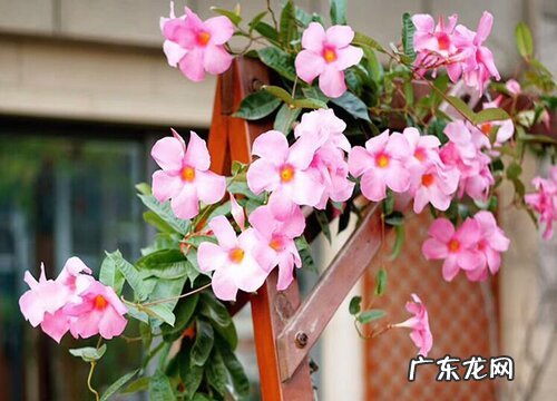 飘香藤应该如何养殖长得茂盛