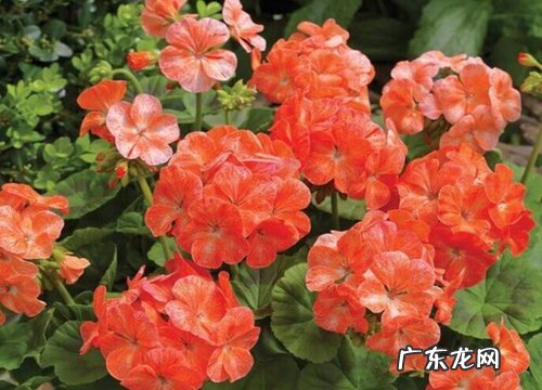 天竺葵什么时候换盆合适