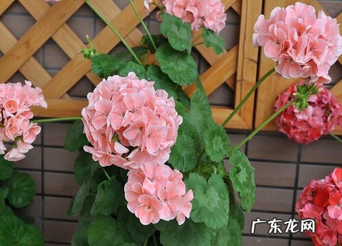 天竺葵什么时候换盆合适